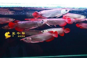 魟魚白子價(jià)格：影響魟魚白子價(jià)格的因素 魟魚百科 第3張