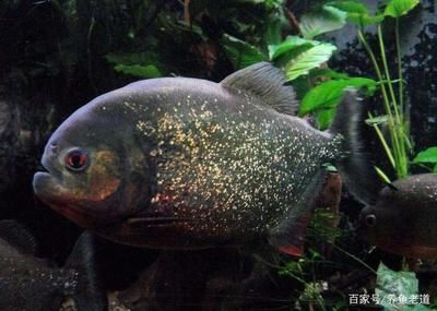 蘇虎魚(yú)怎么選品種圖片及價(jià)格視頻：蘇虎魚(yú)怎么選品種 蘇虎 第1張