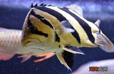 虎魚(yú)和鸚鵡混養(yǎng)好嗎：虎魚(yú)和鸚鵡魚(yú)可以混養(yǎng)嗎 虎魚(yú)百科 第1張