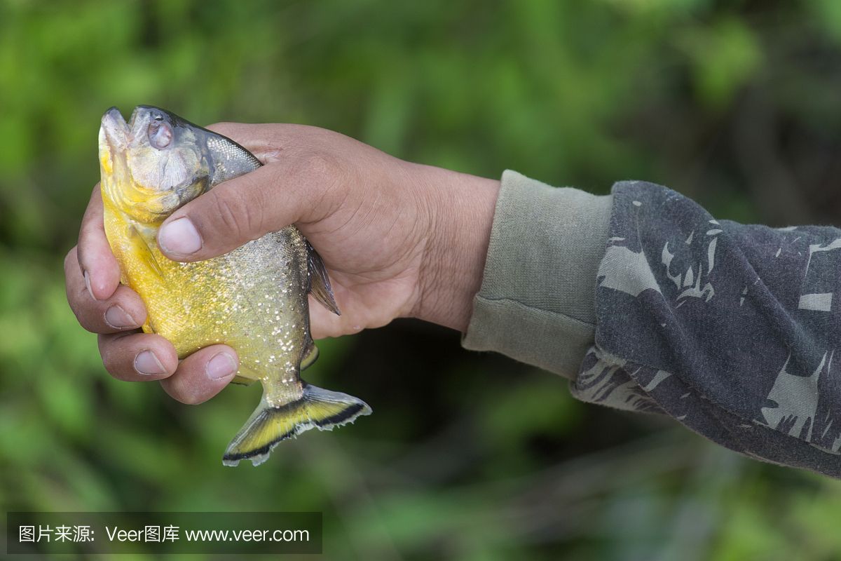 虎魚捕食視頻：虎魚捕食的視頻 虎魚百科 第3張