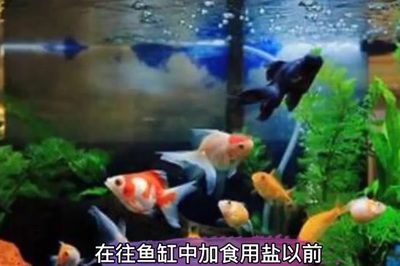 1.3米魚缸放多少鹽好養(yǎng)：1.3米長(zhǎng)的魚缸放多少鹽好養(yǎng)魚缸放多少鹽好養(yǎng) 魚缸百科 第2張