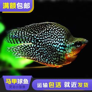 黑金魟魚跟珍珠魟區(qū)別：黑金魟魚和珍珠[需手動填充]有什么區(qū)別？