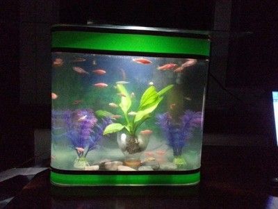 10條斑馬魚需要多大的魚缸：10條斑馬魚需要多大的魚缸尺寸可以根據(jù)實際情況進行選擇 魚缸定做 第3張