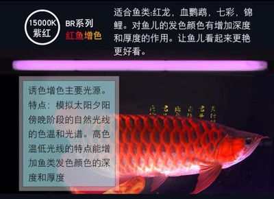 紅龍用馬印還是nec：紅龍魚照明設(shè)備選擇馬印和nec照明設(shè)備的分析 馬印水族 第2張