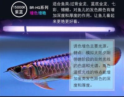 紅龍用馬印還是nec：紅龍魚照明設(shè)備選擇馬印和nec照明設(shè)備的分析 馬印水族 第4張