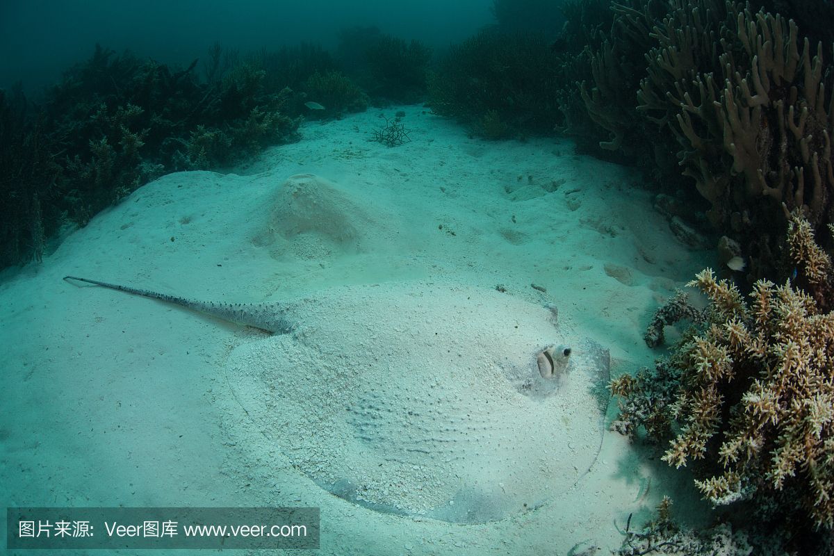 魟魚(yú)能放沙子里嗎：[需手動(dòng)填充]魚(yú)可以放入含有底沙的魚(yú)缸中飼養(yǎng)嗎 魟魚(yú)百科 第3張