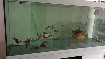 虎魚多少錢一條虎魚吃什么：虎魚價格受多種因素影響，虎魚多少錢一條虎魚吃什么 虎魚百科 第3張