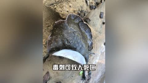 魟魚溫度最低多少度會(huì)死亡：魟魚最適宜的水溫范圍是24-27攝氏度 魟魚百科 第1張