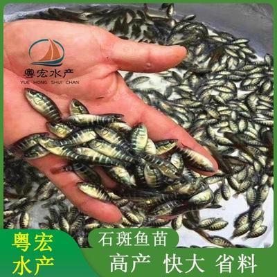 8公分虎魚苗喂什么飼料：8公分的虎魚苗喂什么飼料 虎魚百科 第1張