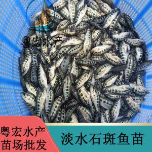 8公分虎魚苗喂什么飼料：8公分的虎魚苗喂什么飼料 虎魚百科 第2張