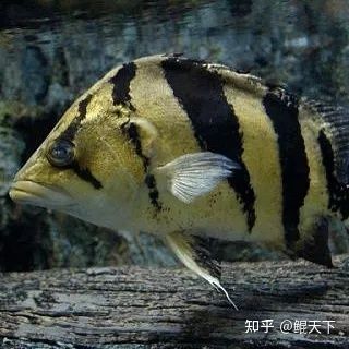 虎魚眼睛大：虎魚的眼睛為什么突然變大 虎魚百科 第2張