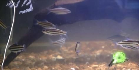 魟魚(yú)繁殖需要多深的水位最好：魟魚(yú)繁殖對(duì)水位深度有一定的要求,魟魚(yú)繁殖需要多深的水位最好 魟魚(yú)百科 第2張