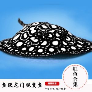 黑白皇冠魟魚多少錢：黑白皇冠魟魚價格