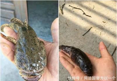 虎魚好吃嗎？：虎魚不僅好吃而且營養(yǎng)豐富，而且營養(yǎng)豐富，虎魚都值得一試 虎魚百科 第3張