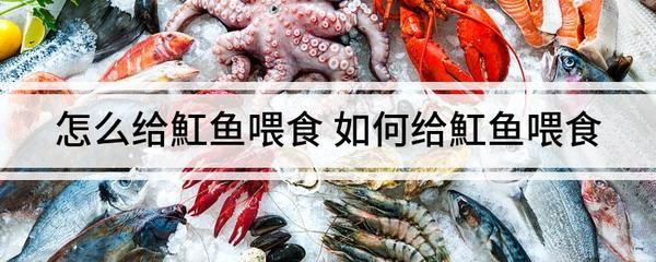 小魟魚到家多久喂食：小魟魚到家后多久喂食 魟魚百科 第3張