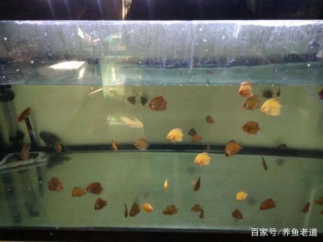 100的魚缸適合養(yǎng)多大的魚苗：100升的魚缸適合養(yǎng)多大的魚苗