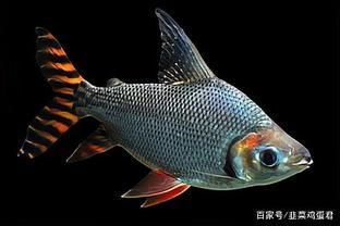 養(yǎng)龍魚(yú)的講究有哪些方面：養(yǎng)龍魚(yú)有哪些講究？ 龍魚(yú)百科 第3張