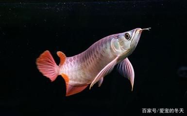 養(yǎng)龍魚(yú)的講究有哪些方面：養(yǎng)龍魚(yú)有哪些講究？ 龍魚(yú)百科 第2張