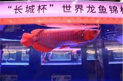 皇冠黑白魟魚(yú)壽命：皇冠黑白魟魚(yú)的壽命可以達(dá)到25年左右，飼養(yǎng)者應(yīng)該注意什么