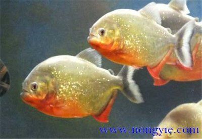 虎魚的養(yǎng)殖方法和注意事項虎魚：虎魚養(yǎng)殖方法和注意事項 虎魚百科 第3張