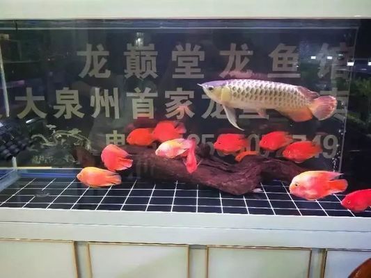 巴雷特紅龍魚怎么樣好養(yǎng)嗎：巴雷特紅龍魚好養(yǎng)嗎