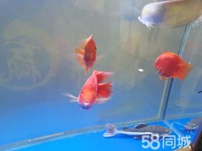 龍魚配招財(cái)貓好不好：龍魚和招財(cái)貓魚可以混養(yǎng)但需要注意以下幾點(diǎn)，龍魚配招財(cái)貓好不好 龍魚百科 第2張