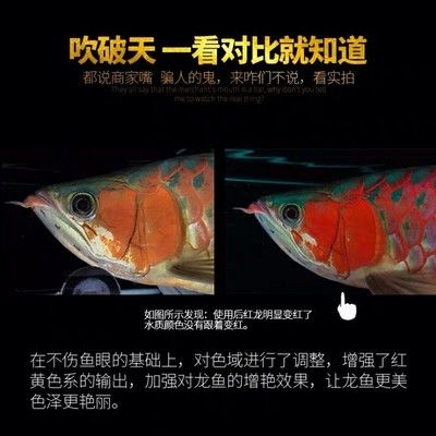 馬印發(fā)色燈和烤色燈一樣嗎怎么調(diào)：馬印發(fā)色燈和烤色燈一樣嗎 馬印水族 第4張