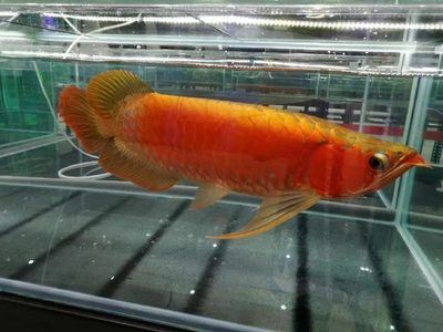 龍魚(yú)到家?guī)滋扉_(kāi)燈：龍魚(yú)到家后何時(shí)開(kāi)燈并沒(méi)有明確的答案，龍魚(yú)到家?guī)滋扉_(kāi)燈 龍魚(yú)百科 第1張