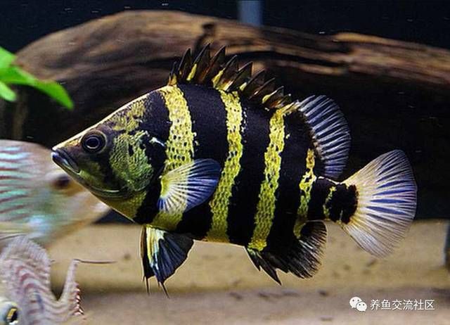 虎魚分為幾種品種：虎魚是一種色彩斑斕、紋路深邃的觀賞魚 虎魚百科 第1張