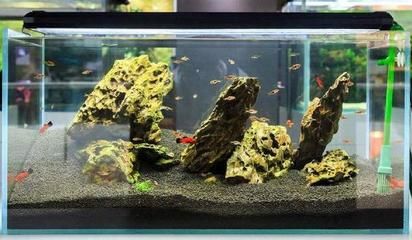 15厘米的魚缸造景：15厘米的小魚缸造景