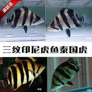 泰國虎魚三紋價格：泰國虎魚三紋價格為330-380元 泰國虎魚 第2張