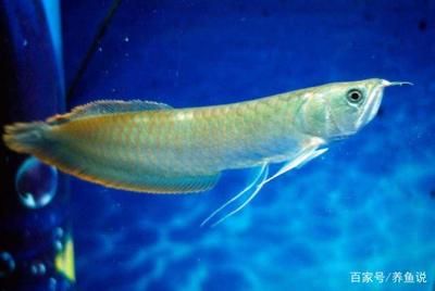 金龍魚(yú)晚上撞缸怎么回事：金龍魚(yú)撞缸怎么回事