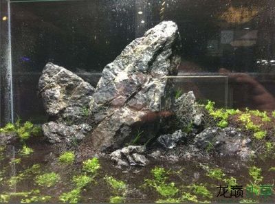 1米2魚(yú)缸純青龍石造景：1米2魚(yú)缸純青龍石造景需要注意什么？ 魚(yú)缸百科 第2張