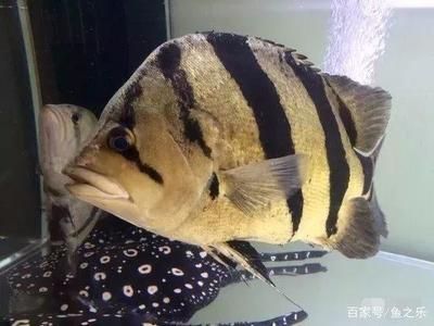 泰國虎多少錢：泰國虎多少錢一只 泰國虎魚 第1張