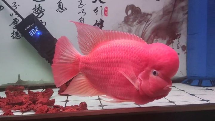 一年216天：一年216天,北京老寧評論：漂亮 觀賞魚論壇