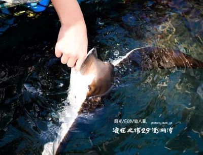 魟魚咬傷怎么治療：魟魚咬傷怎么辦 魟魚百科 第3張