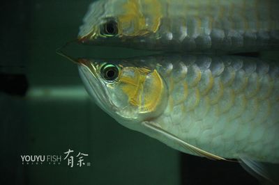 白子魟魚(yú)怎么挑選：怎么挑選白子魟魚(yú) 魟魚(yú)百科 第2張