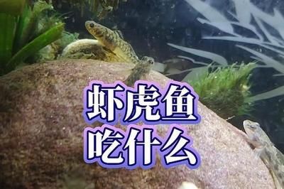 虎魚吃不到蝦肉被別的魚搶了：為什么虎魚吃不到蝦肉？ 虎魚百科 第2張