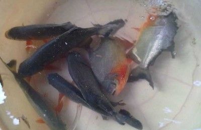 虎魚吃不到蝦肉被別的魚搶了：為什么虎魚吃不到蝦肉？ 虎魚百科 第1張