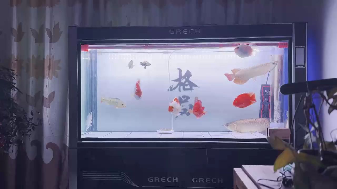 虎魚有時(shí)候包脖有時(shí)候不包：虎魚會(huì)包脖嗎？ 虎魚百科