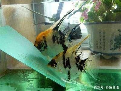 1.2米魚缸能養(yǎng)多少小型熱帶魚苗：1.2米的魚缸能養(yǎng)多少小型熱帶魚苗