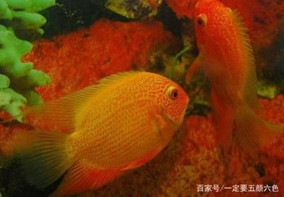 1.2米魚缸能養(yǎng)多少小型熱帶魚苗：1.2米的魚缸能養(yǎng)多少小型熱帶魚苗