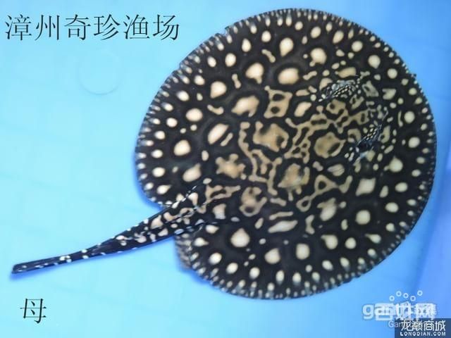 皇冠黑金魟魚(yú)特點(diǎn)：皇冠黑金魟魚(yú)以其獨(dú)特的外觀特征、生長(zhǎng)階段的要求 魟魚(yú)百科 第1張