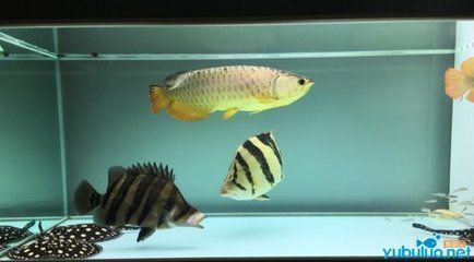 虎魚是啥：什么是虎魚？ 泰國虎魚 第2張