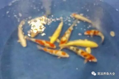 魟魚皇冠黑白現(xiàn)在價(jià)格如何：皇冠黑白魟魚價(jià)格受到多種因素影響皇冠黑白魟魚價(jià)格受到多種因素影響 魟魚百科 第3張