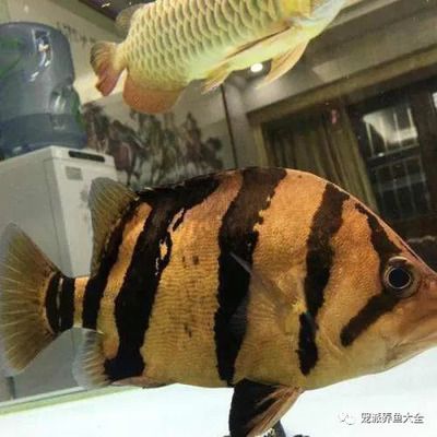 印尼虎魚(yú)適合的溫度和濕度：印尼虎魚(yú)適合的溫度 虎魚(yú)百科 第1張