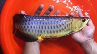 泰國虎魚20公分價格多少錢：泰國虎魚20公分價格多少錢泰國虎魚20公分價格多少錢 泰國虎魚 第3張