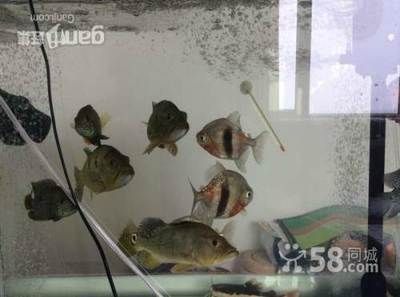 巴西亞魚多少錢一條：巴西亞魚的價(jià)格 巴西亞魚 第3張