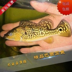 巴西亞魚多少錢一條：巴西亞魚的價(jià)格 巴西亞魚 第4張