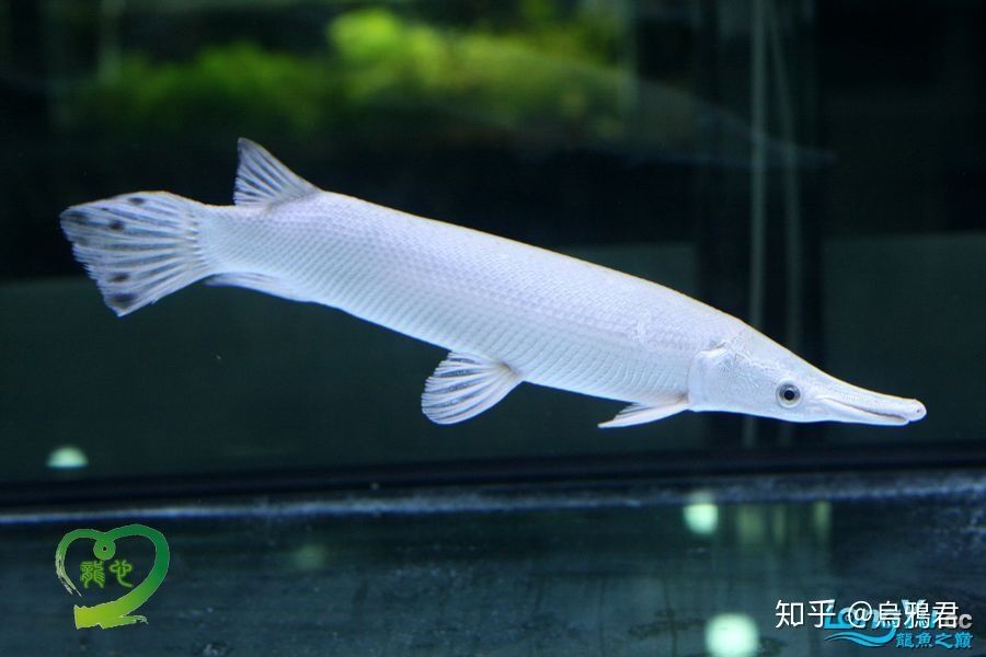 白化火箭魚(yú)能活多少年：白化火箭魚(yú)的壽命